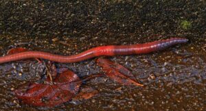 Worm Farm