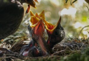 Mama Bird Feeding Her Baby Birds