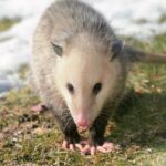 If you do not live in the south then you probably have never enjoyed a delicious bowl of possum (opossum) stew. Possum stew is like any other stew, a blend of meat, vegetables, herbs and spices. The method of cooking it, and the ingredients used, are what gives it either a great taste, or a pot of mess that not even a starving buzzard would eat.