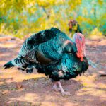 Turkey Hunting