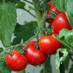 Homemade Fertilizer Tomatoes