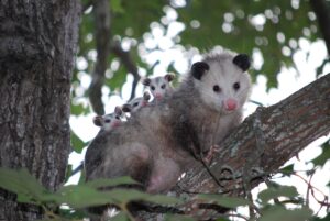 Mother Possum With baby Possums