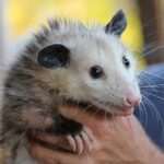 This is a Possum