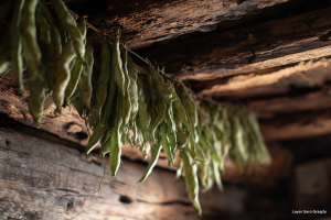 A string of traditional "Leather Britches," or dried green beans, hanging from a rustic wooden beam to preserve.