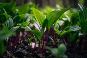 A patch of wild ramps, a key part of Appalachian foraging, growing in the woods.