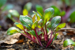 Young poke sallet shoots, which must be boiled three times before eating.